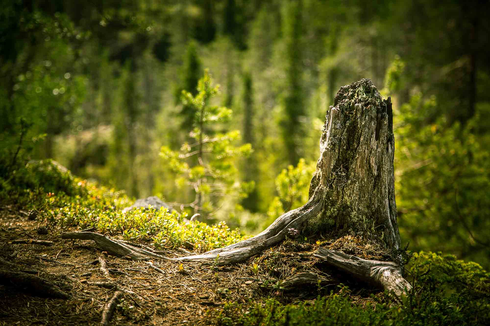 stump in a forest landscape